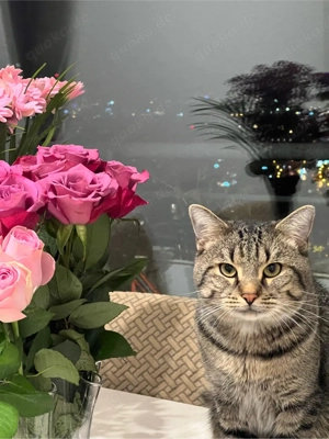 Zwei liebe Katzen suchen ein neues Zuhause 