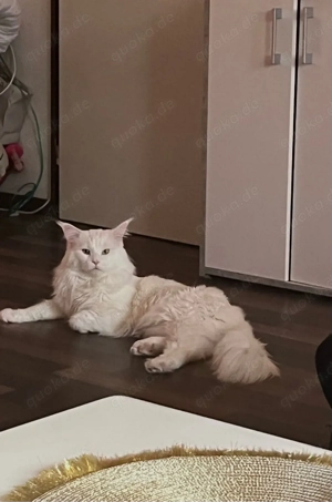 Maine Coon XXl Kater