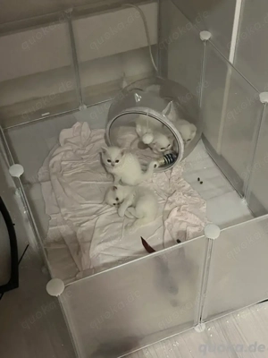 Britisch Kurzhaar-Kätzchen zu verkaufen