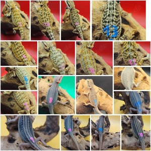Bartagame pogona vitticeps Abgabe sofort