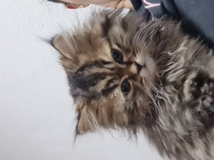 kitten suchen neue Zuhause