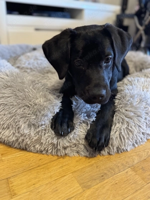 Labrador Welpe schwarz