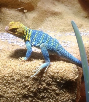 SUCHE Halsbandldguan