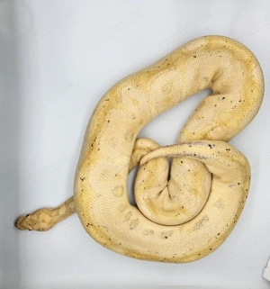 Banana Ghost Clown Weibchen Königspython 