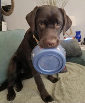 Bezaubernde Labradorwelpen suchen ein liebevolles Zuhause