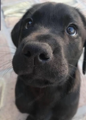 Wunderschöne Labrador Retriever Rüden und Hündinnen abzugeben!
