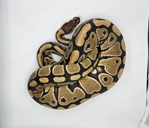 Th Desert Ghost Clown Hypo Weibchen Königspython 