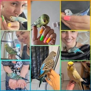 Vögel Wellensittiche total zahm und Menschenbezogen 