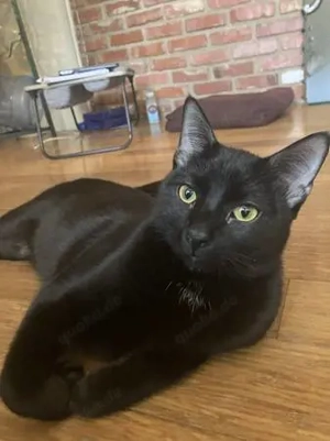 available kittens for sale