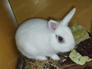 Zwergkaninchen, mittelgroß