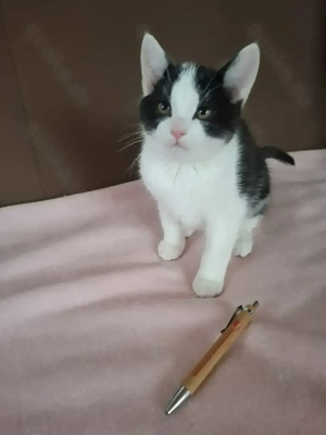    Kleine Herzensbrecher suchen ein liebevolles Zuhause   BKH-Mix Kitten in Siegbach