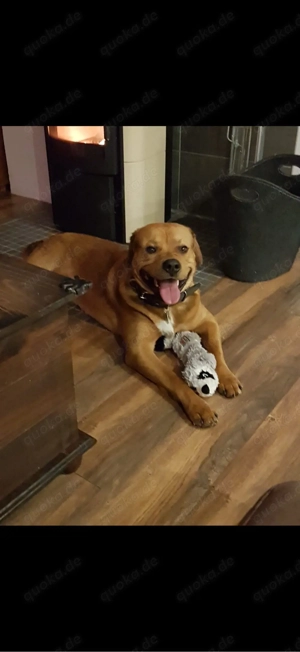 dringend zuhause gesucht 