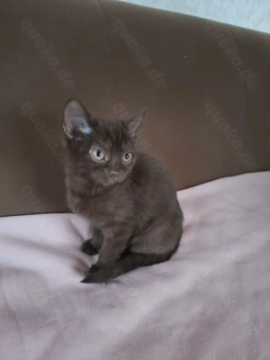    Kleine Herzensbrecher suchen ein liebevolles Zuhause   BKH-Mix Kitten in Siegbach