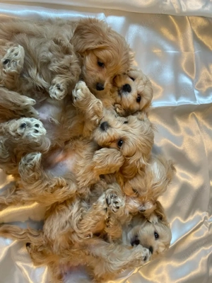 Liebevolle Maltipoo-Welpen 