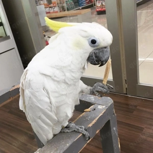 Verfügbare Graupapageien