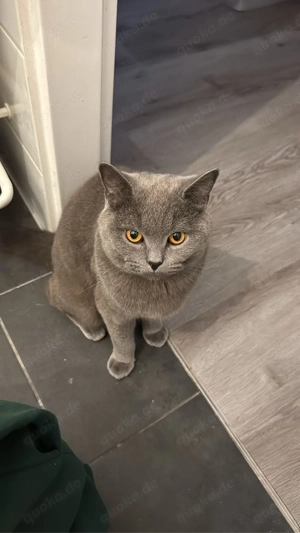 british kurzhaar Team Bild 2