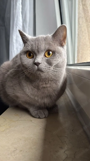 britisch kurzhaar Team