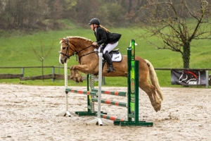 Sportlicher Haflinger sucht Reitbeteiligung 