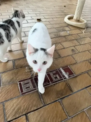 Punmeliges Katerchen abzugeben