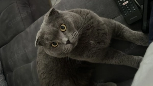 Kater zu verschenken