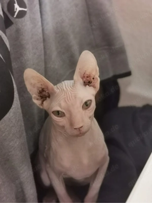 Sphynx Katze