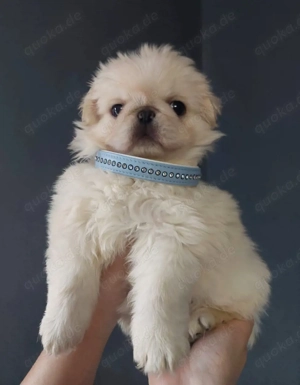 Bezaubernder altdeutscher Mopswelpe weiß (Fluffy)