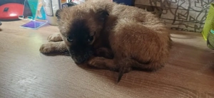 Finchen 4 monate in Rumänien 