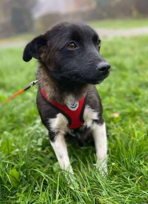 BONO - sucht sein Für-immer-Zuhause (wartet in Rumänien)