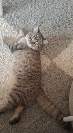 wunderschöner lieber BKH Kater 5.5 Monate