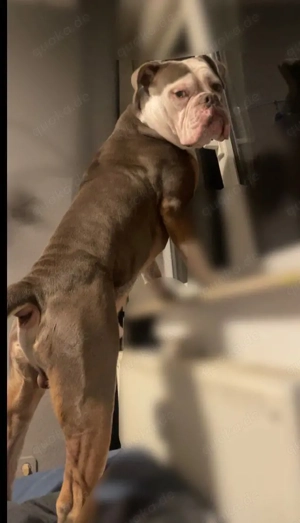 Old Englische Bulldogge 