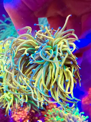 euphyllia holy grail ableger meerwasser korallen 