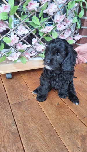 Wunderschöne Cavapoo Welpen abholbereit 