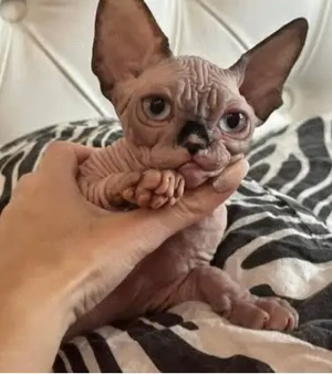 Liebevolles und verspieltes Sphynx-Kätzchen zu einem sehr guten Preis abzugeben