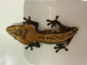 Kronengecko 1.0 Green Bicolor Pinstripe Portholes 