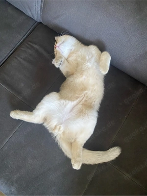 Deckkater BKH 1 Jahr alt Golden  Shaded Bild 2