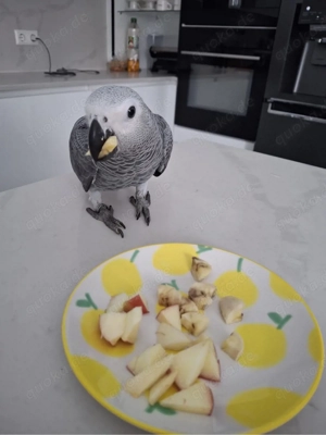 graupapagei zu verkaufen