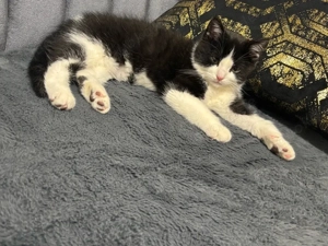 Mischling Britisch Kurzhaar