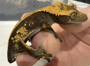 Kronengecko 0.1 Green Bicolor Dalmatien Pinstripe