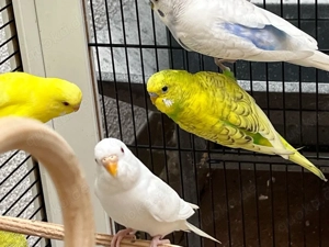 Albino Wellensittichbaby 5 Wochen alt