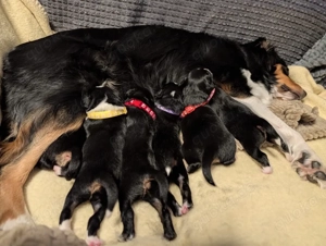 Australian Shepherd Deckrüde Black Tri *kein Verkauf* Bild 9