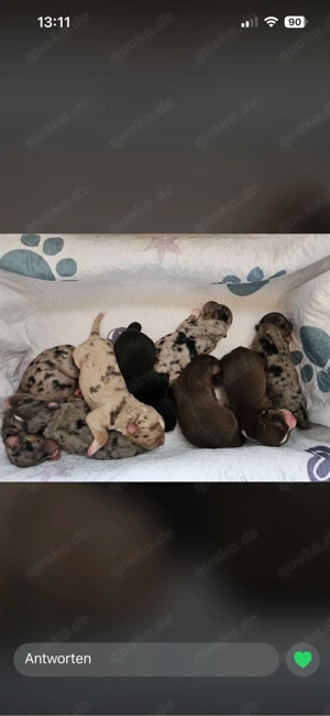 Australian Shepherd Deckrüde Black Tri *kein Verkauf* Bild 10