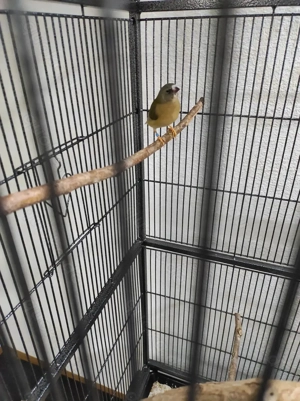 Gouldamadinen Jungtiere zwei Stück  Eltern wildfarbig Hennen 