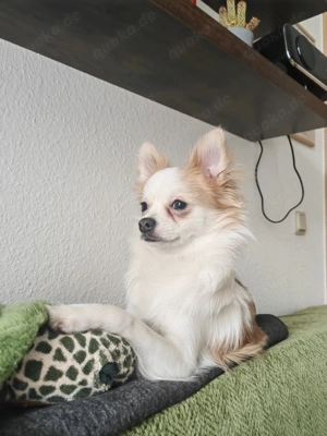 Kleiner Hund sucht liebevolles Zuhause