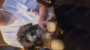 Süße kleine Mischlingswelpen abzugeben 
