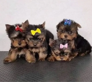 Yorkshire terrier mini welpen