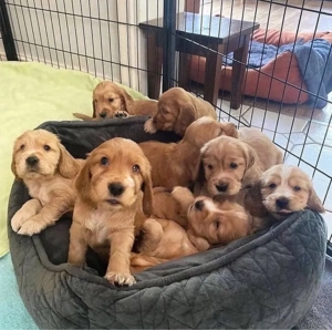 Cocker spaniel welpen