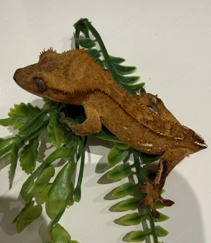 Kronengecko 0.1 Orange pinstripe portholes blushing 