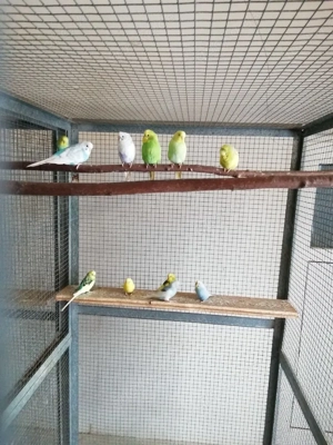 Wellensittiche, jung, bunt Bild 2