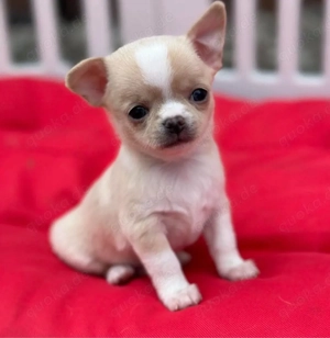 Chihuahua mini Welpen Bild 2