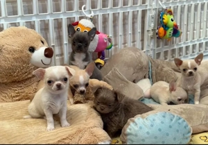 Chihuahua mini Welpen Bild 5